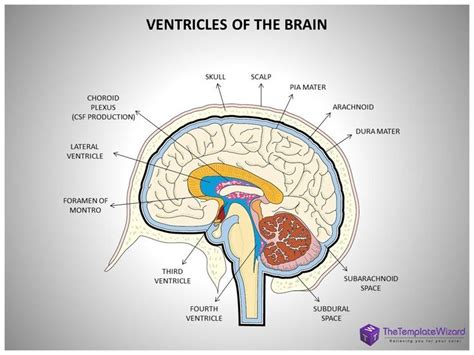 Image result for brain ventricle anatomy | Human brain diagram, Spinal fluid, Brain diagram