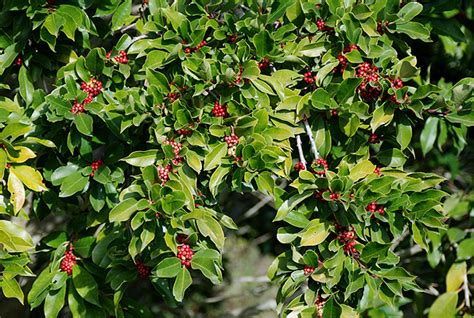 Ilex paraguariensis | Landscape Plants | Oregon State University