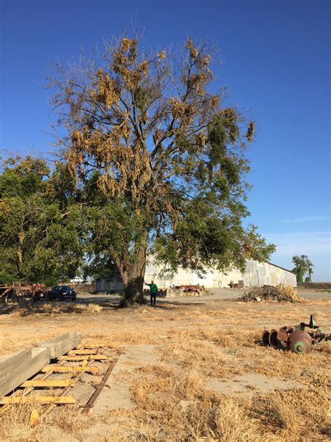 Salvaging a huge California Black Walnut Tree | Hardwood Reclaiming and ...