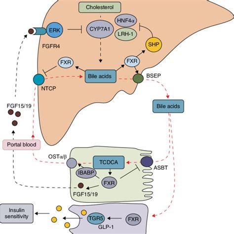 2 Bile acid synthesis pathways. (a) The classic and alternative bile... | Download Scientific ...