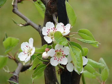 Malus domestica (Apple, Apples) | North Carolina Extension Gardener ...