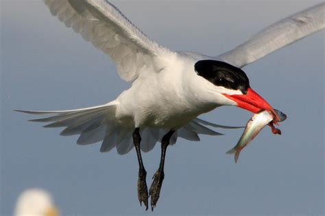 Caspian Tern Facts - Eggs | Range | Juvenile | Nest - BirdBaron