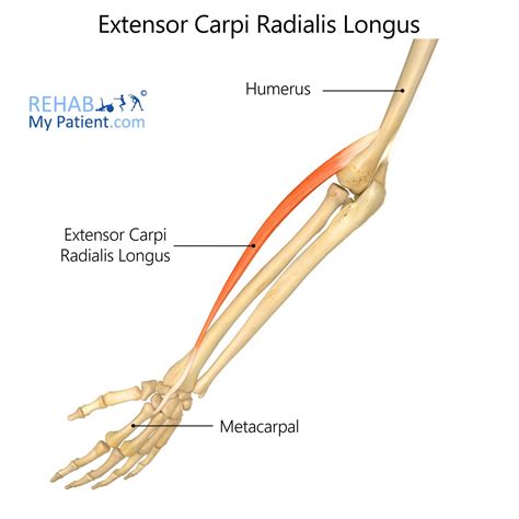 Extensor Carpi Radialis Longus | Rehab My Patient