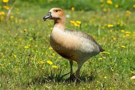 Goose hybrid in the wild stock image. Image of wild - 148361815