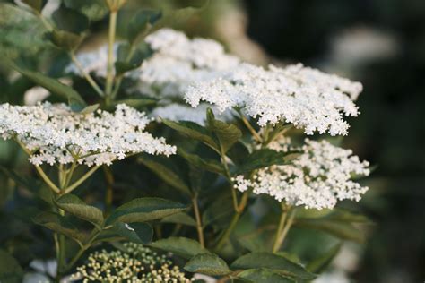 How to Grow and Care for the American Elderberry Shrub