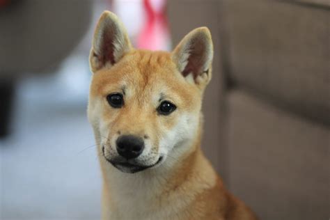 How to Manage Shiba Inu Shedding | Canna-Pet®