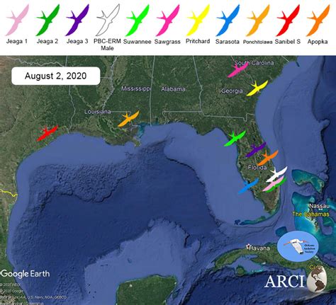 Swallow-tailed Kite Migration: And so it begins… Swallow-tailed Kites migrate south 2020 style.