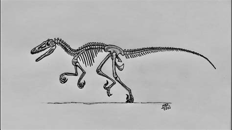 Raptor Skeleton Jurassic Park