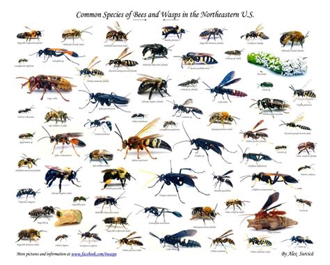 brinkoffreedom.net | Avispa, Identificación de insectos, Tipos de jardín