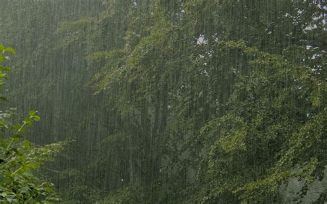 Rainy Forest Wallpaper - WallpaperSafari