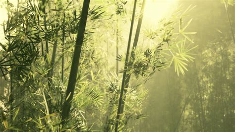 Bamboo forest in southern China 6252109 Stock Video at Vecteezy