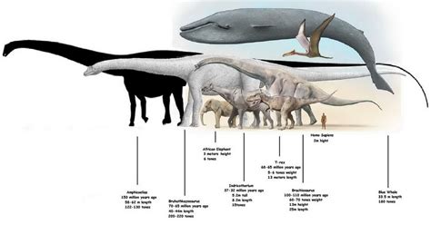 Amphicoelias | Dinopedia | Fandom powered by Wikia