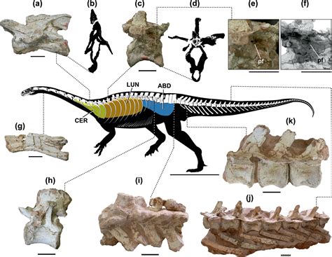 New paper out today: Aureliano et al. (2023) on pneumaticity in the early dinosaur Macrocollum ...