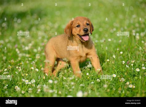 Brown mongrel puppy in meadow Stock Photo - Alamy