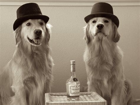 BZ Dogs: Terrible Top Hat