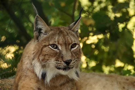 Il ritorno della lince, il raro esemplare si fa rivedere in Italia