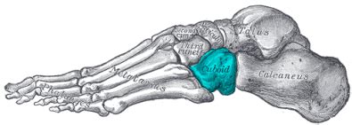 Cuboid Syndrome: Symptoms, Diagnosis & Treatment