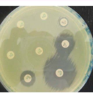 a Multi-resistance to antibiotics of Pseudomonas aeruginosa isolated... | Download Scientific ...