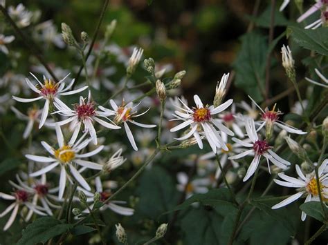 Calico Aster - Aster lateriflorus | North Carolina Extension Gardener ...