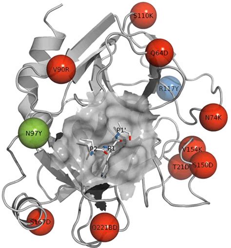 Trypsin enzyme function, production, cleavage & trypsin inhibitor