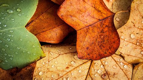 🔥 Download Autumn Leaves UHD 4k Wallpaper Cc by @alexandraa | 3840x2160 Autumn Wallpapers, HD ...