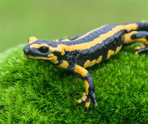 Salamander in House Spiritual Meaning: Symbolism Deciphered