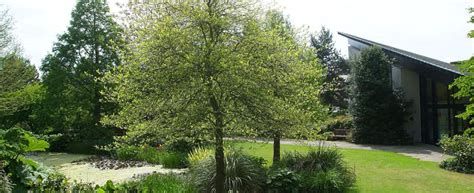 Dundee Botanic Garden - Tree Care Supporters