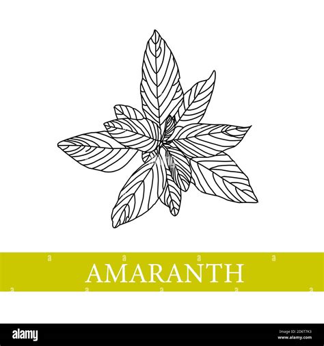 amaranth plant. botanical illustration. Amaranth. Medical plants Stock Photo - Alamy