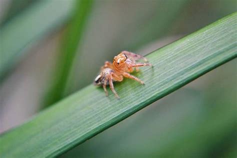 World’s Smallest Animals Are Actually Ridiculously Small (25 pics) - Izismile.com