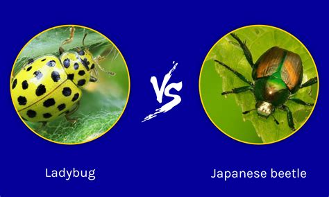 Ladybug vs Japanese Beetle: What are the Differences? - IMP WORLD