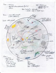 Basics of Fundus (Retina) Drawing | ShortWhiteCoats.com