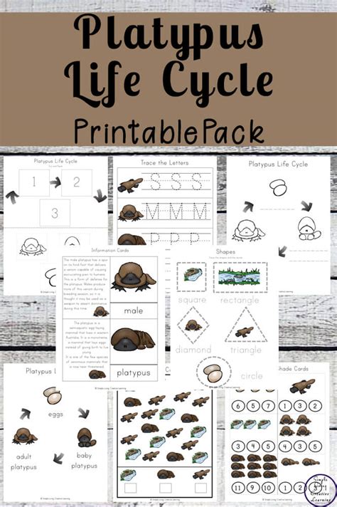 Platypus Life Cycle Printable Pack - Simple Living. Creative Learning