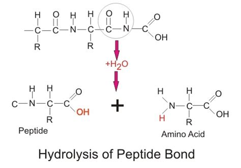 Hydrolyze - Definition and Examples | Biology Dictionary