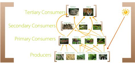 food web - Amazon Rainforest