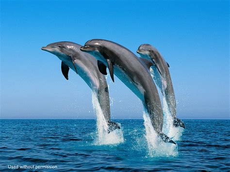 Dick Mac (alive!): Mammals: Dolphins