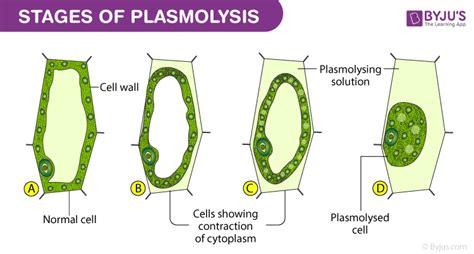 Study Of Plasmolysis In Epidermal Peels - Example Rhoeo Leaves