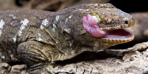 New Caledonian gecko | Smithsonian's National Zoo and Conservation Biology Institute