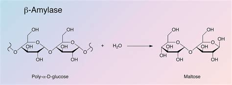 Beta Maltose Structure