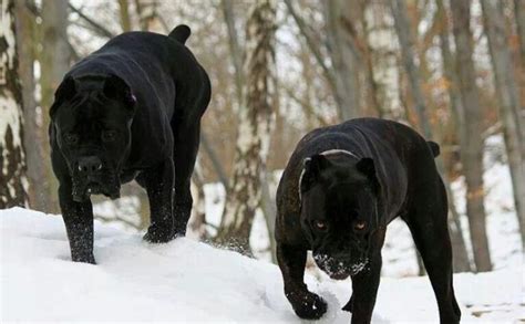 Cane Corso - Native Breed.org