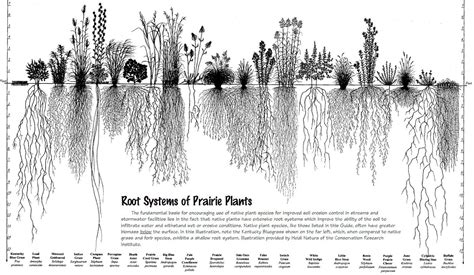 A chart comparing root systems of North American prairie plants and ...