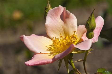 Rosa Chinensis Mutabilis (yellow, orange – Higher Creative Force - Pegasus Products