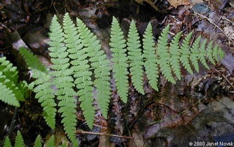 CRCCD – Hay-scented Fern – Connecticut’s Conservation Districts