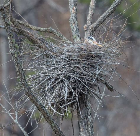 Nesting Great Blue Heron stock image. Image of wild, spring - 88147439