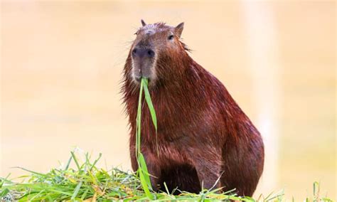 Capybara Poop: Everything You've Ever Wanted to Know - A-Z Animals