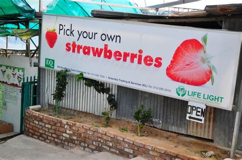 Baby `N' Me: Cameron Highlands Strawberry Picking