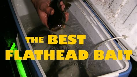 BEST Flathead Catfish Bait and HOW TO Catch It! - YouTube