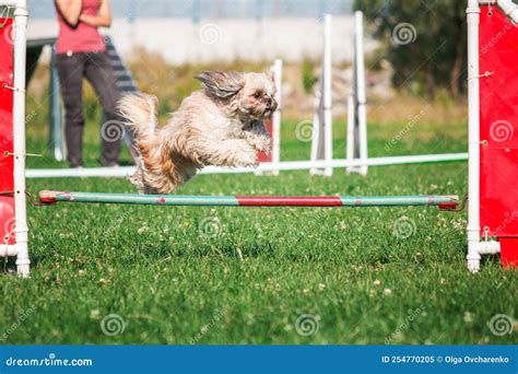 Dog in Agility Competition Set Up in Green Grassy Park Stock Image ...