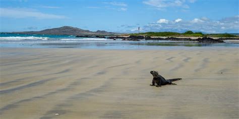 Top 7 Things to Do on Isabela Island, Galapagos - Top Travel Sights