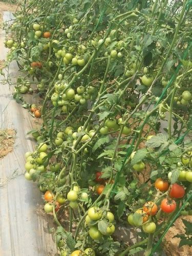 Hybrid Tomato Plants at best price in Kurukshetra by National Agro Farm ...