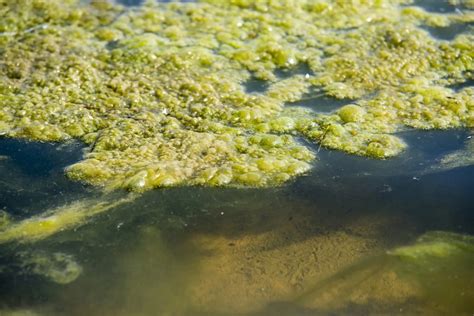 Algae and Toxic Algal Blooms - Circle of Blue